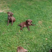 Chiots braque allemand a réserver #7