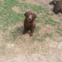 Chiots braque allemand a réserver #9