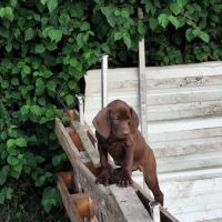 Chiots braque allemand a réserver #10