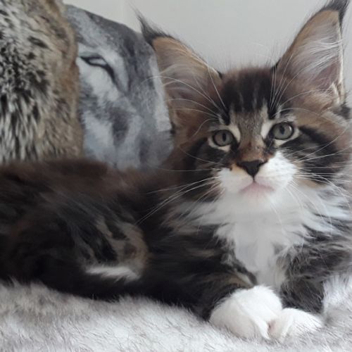 Boris chaton loof mâle