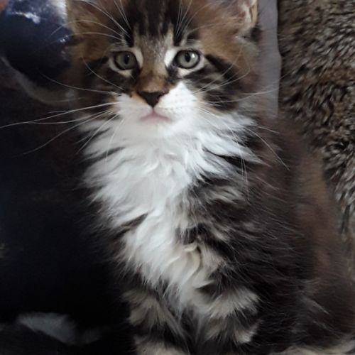 Boris chaton loof mâle #4