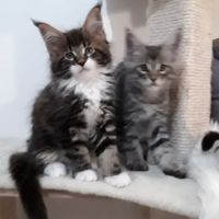 Boris chaton loof mâle #1