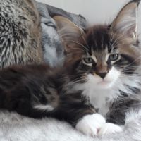 Boris chaton loof mâle #3