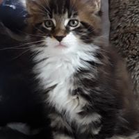 Boris chaton loof mâle #4