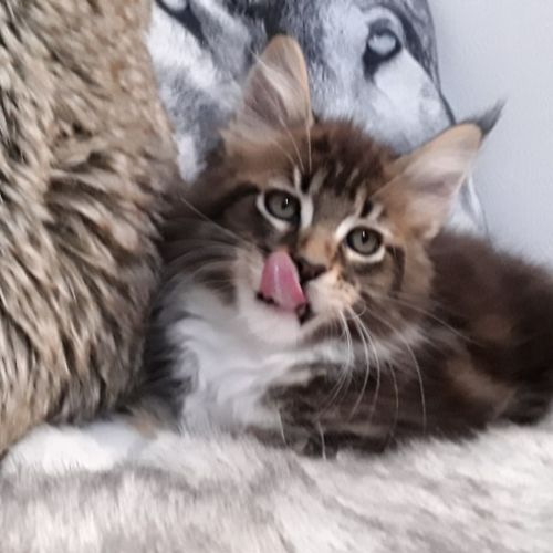 Bob coondumaine mâle chaton de race maine coon #1