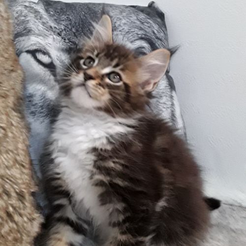 Bob coondumaine mâle chaton de race maine coon