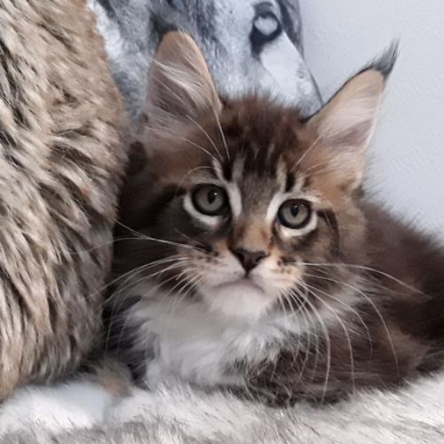 Bob coondumaine mâle chaton de race maine coon #3