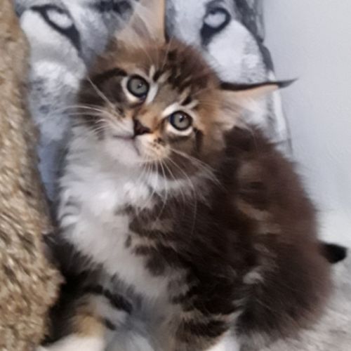 Bob coondumaine mâle chaton de race maine coon #4