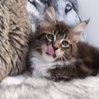 Bob coondumaine mâle chaton de race maine coon #1