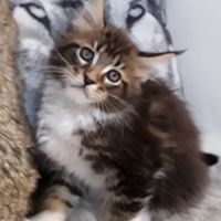 Bob coondumaine mâle chaton de race maine coon #4