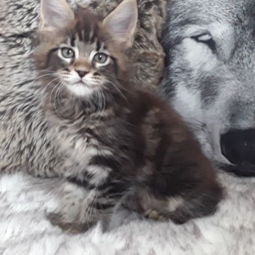 Boston chaton de race maine coon mâle brown tabby