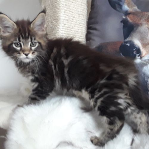 Boston chaton de race maine coon mâle brown tabby #2