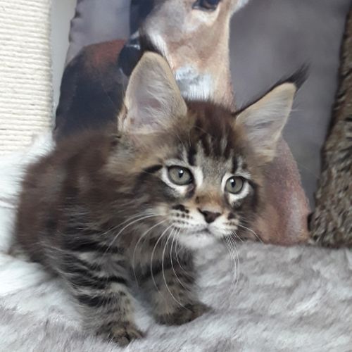 Boston chaton de race maine coon mâle brown tabby #3