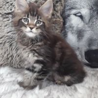 Boston chaton de race maine coon mâle brown tabby