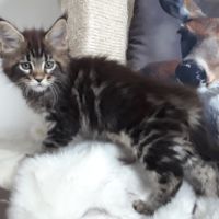 Boston chaton de race maine coon mâle brown tabby #2