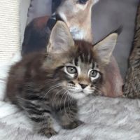 Boston chaton de race maine coon mâle brown tabby #3