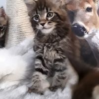 Boston chaton de race maine coon mâle brown tabby #4