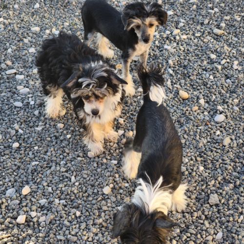 Le top du chien chinois