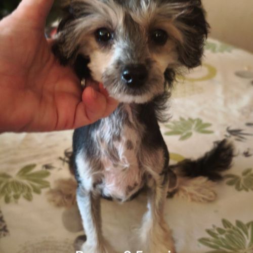 Le top du chien chinois #2