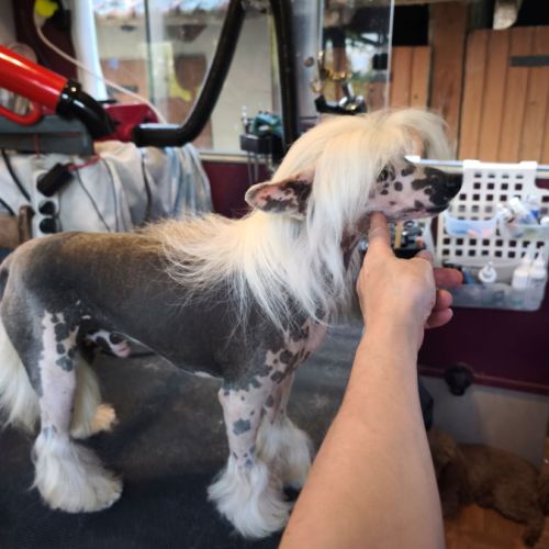 Le top du chien chinois #3