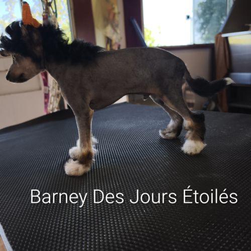 Le top du chien chinois #5