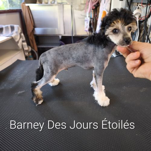 Le top du chien chinois #6