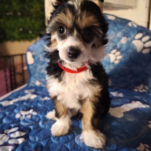 Le top du chien chinois #7