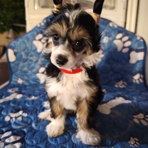 Le top du chien chinois