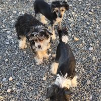 Le top du chien chinois