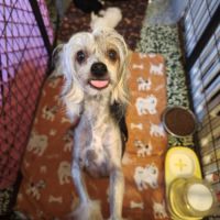 Le top du chien chinois #4