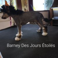 Le top du chien chinois #5