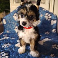 Le top du chien chinois