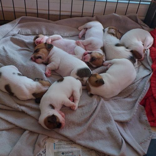 Chiot jack russel terrier #1