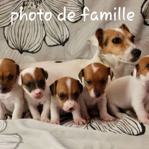 Chiot jack russel terrier #2