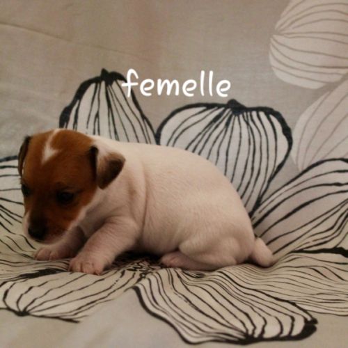 Chiot jack russel terrier #3