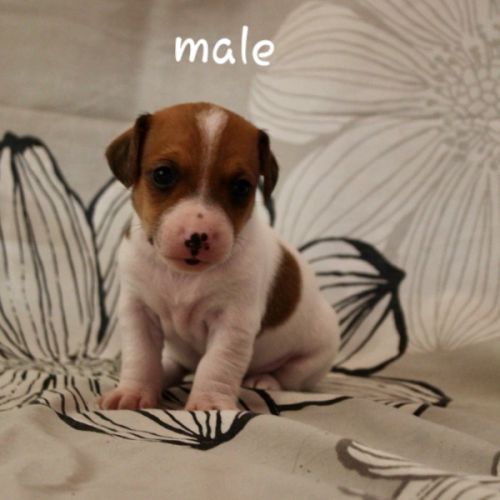 Chiot jack russel terrier #4