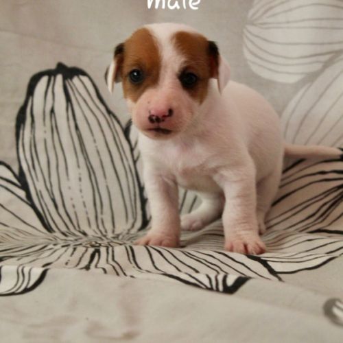 Chiot jack russel terrier #5