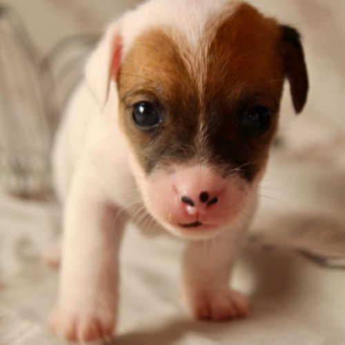 Chiot jack russel terrier #6