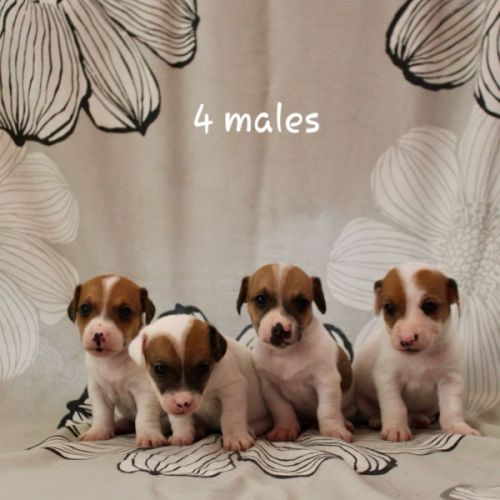 Chiot jack russel terrier #7