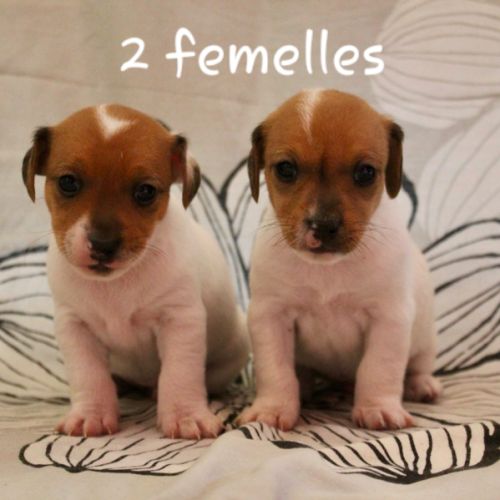 Chiot jack russel terrier #8