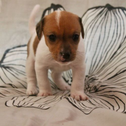 Chiot jack russel terrier #9
