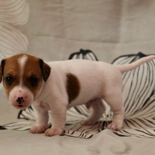 Chiot jack russel terrier #0
