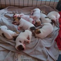 Chiot jack russel terrier #1
