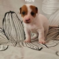 Chiot jack russel terrier #5