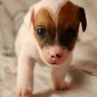 Chiot jack russel terrier #6