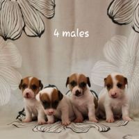 Chiot jack russel terrier #7
