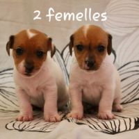 Chiot jack russel terrier #8