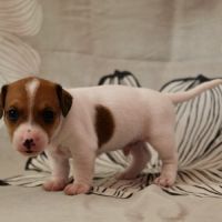 Chiot jack russel terrier