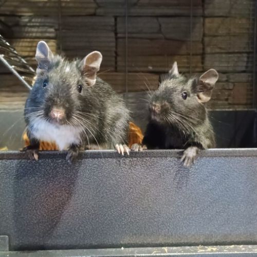 À donner : 3 octodons (père + 2 fils), bonne santé #2