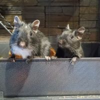 À donner : 3 octodons (père + 2 fils), bonne santé #2